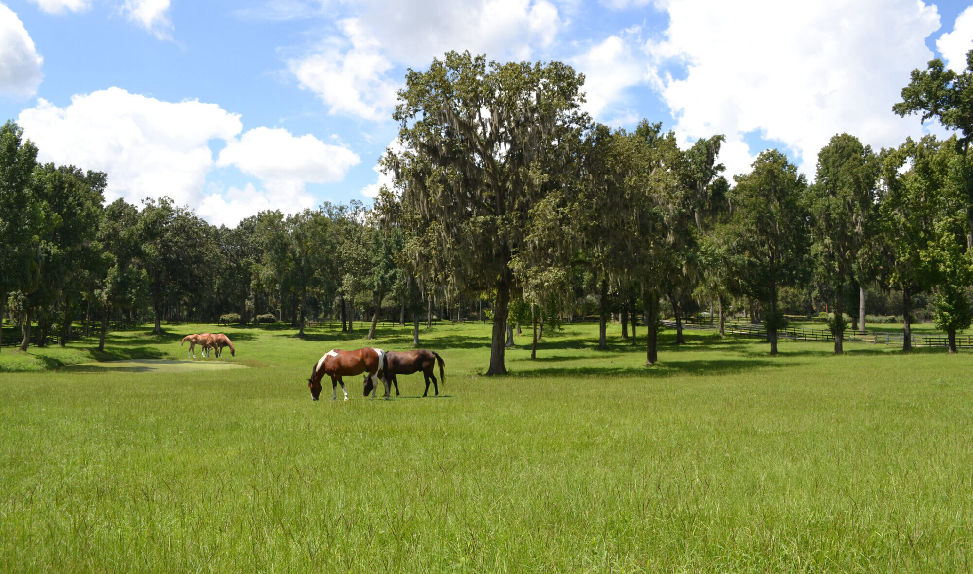 Four Horses & A Pond